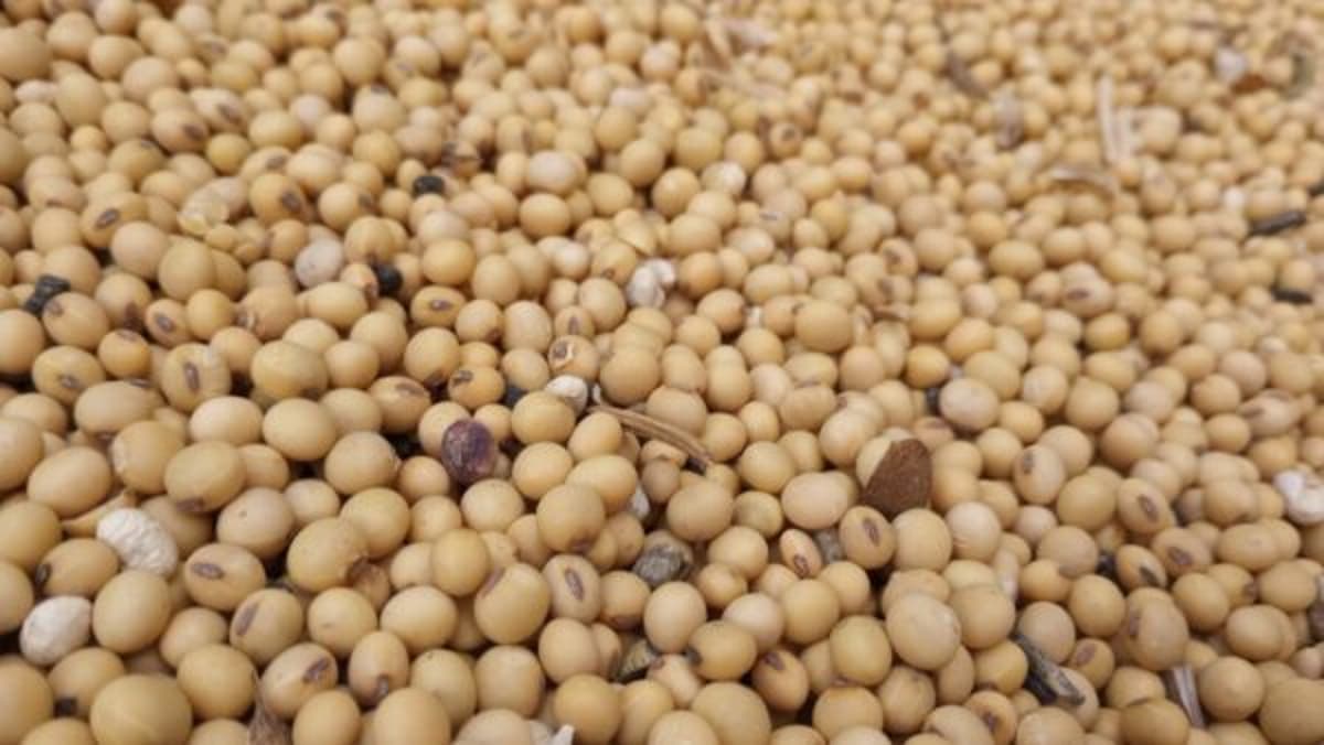 Soybean Growers Applaud Court Ruling, Warn Against New Trump Tariffs