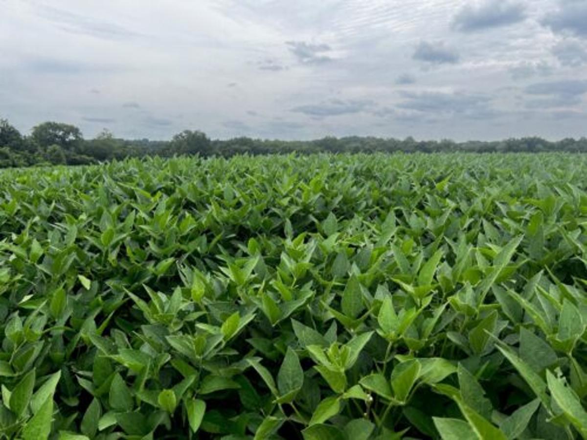 New Soy Farmer Support Hub Offering New Tools, Assistance to Help Growers Navigate Ongoing Uncertainty