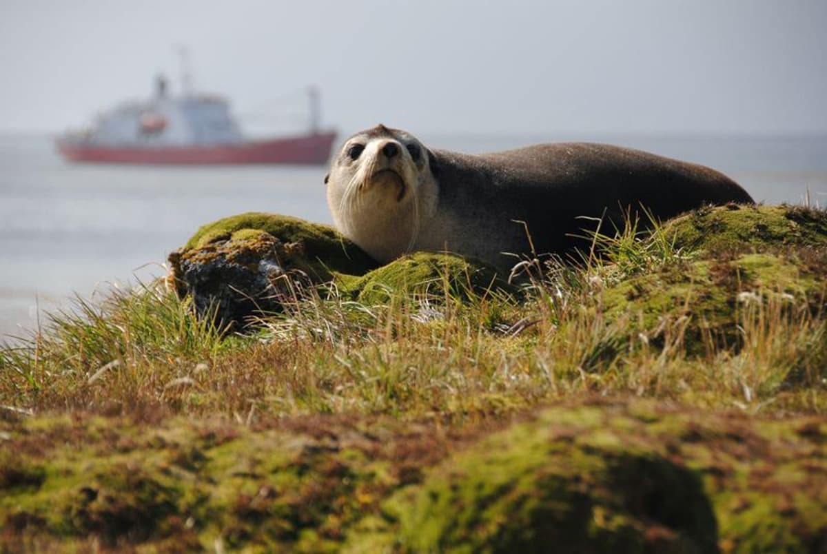 POLAR POLITICS: Iran War Fuel Chaos Hits Sub-Antarctic as Remote Marion Relief Voyage Severely Delayed
