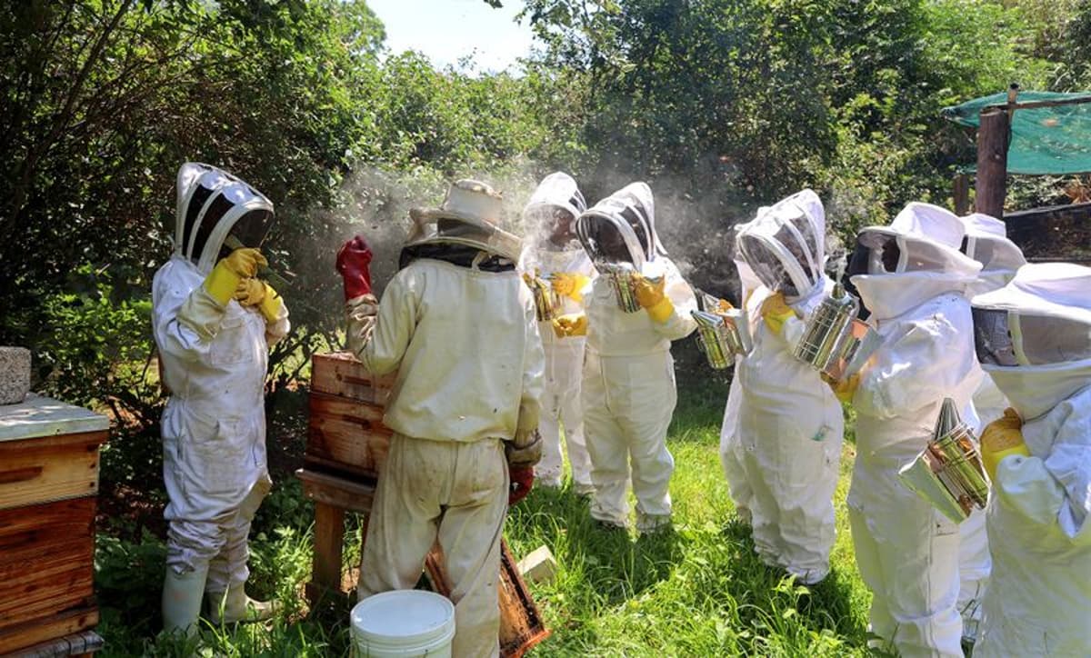 CRYSTALLISING SUCCESS: Queen Bees Reshaping SA Beekeeping Industry