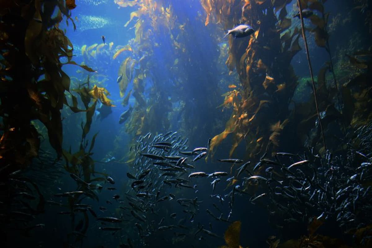 Great African Seaforest — only Floating Bamboo Kelp Forest on the Planet