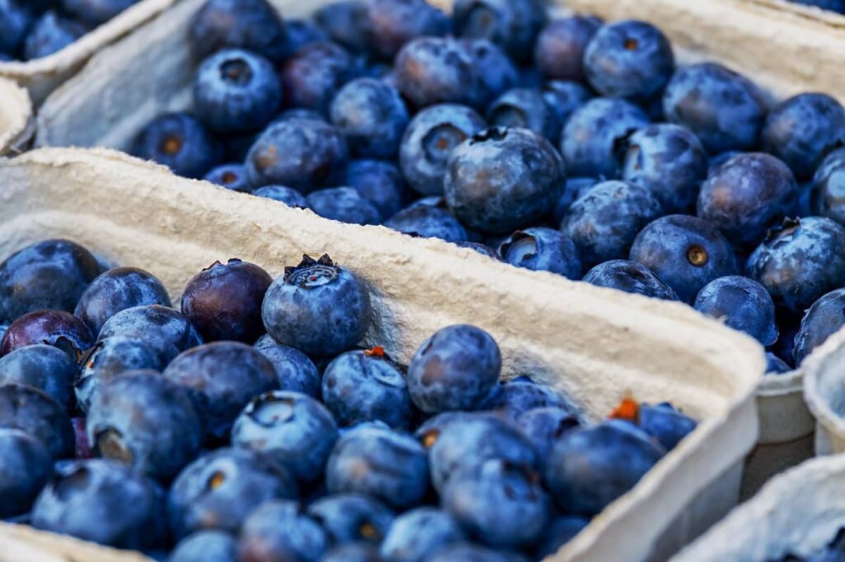 Agronometrics in Charts: Peru's Dominant Blueberry Exports Surge 21.5 Percent