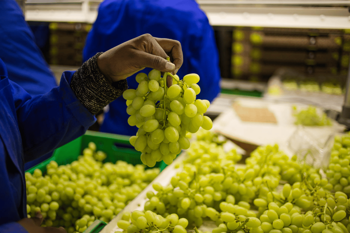 South African Table Grape Exports Remain Steady Despite Logistical Challenges