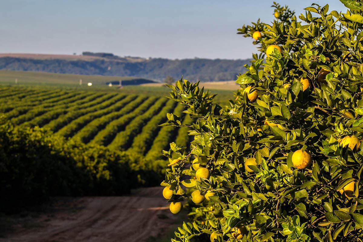 California Citrus Program Secures $2 Million in Annual Federal Funding