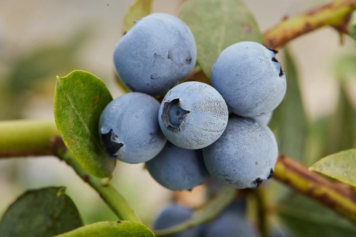 Fall Creek Introduces Apex, a New Blueberry Variety Coming to Disrupt the Early- to Mid-Season