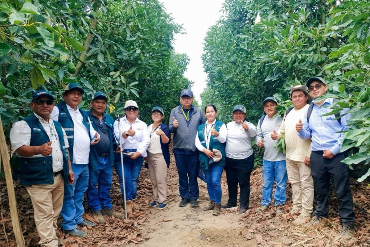 Japan Will Continue Importing Peruvian Hass Avocado This Season
