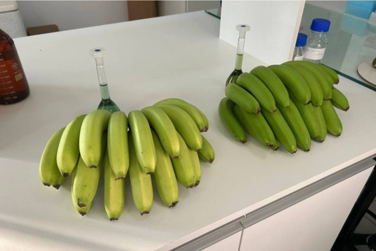 Brazil Registers Newly Discovered Spontaneously Emerging Banana Cultivar