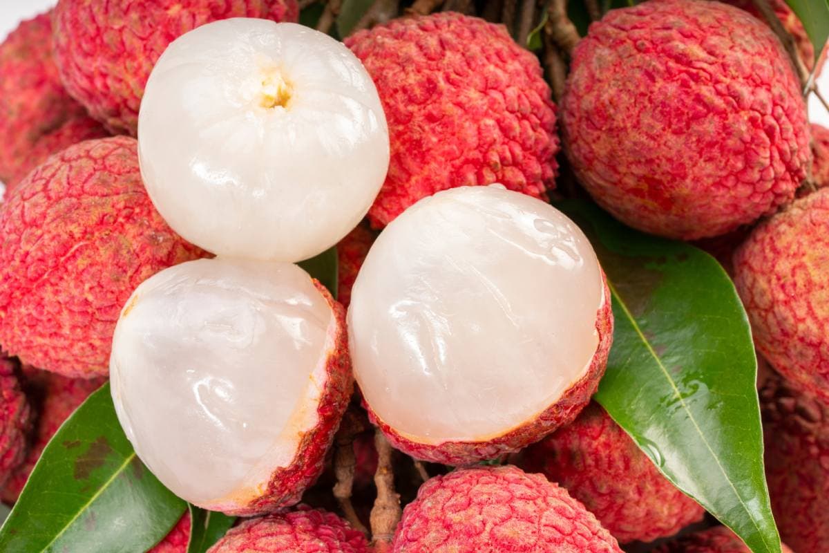 First Batch of 2026 Zhanjiang Lychees Sail for the US Market