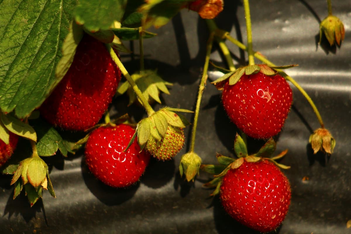 University of Florida Research Aims to Cut $130M Cost of Strawberry Runners