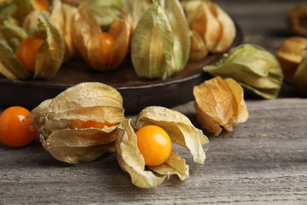 Colombian Cape Gooseberry Exports Show Promising 6.5 Percent Growth