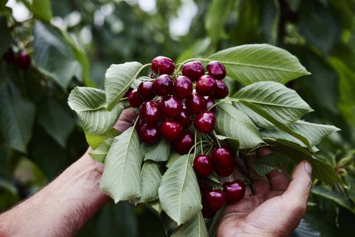 Australian Cherry Season Delivers 22 Percent Value Uptick