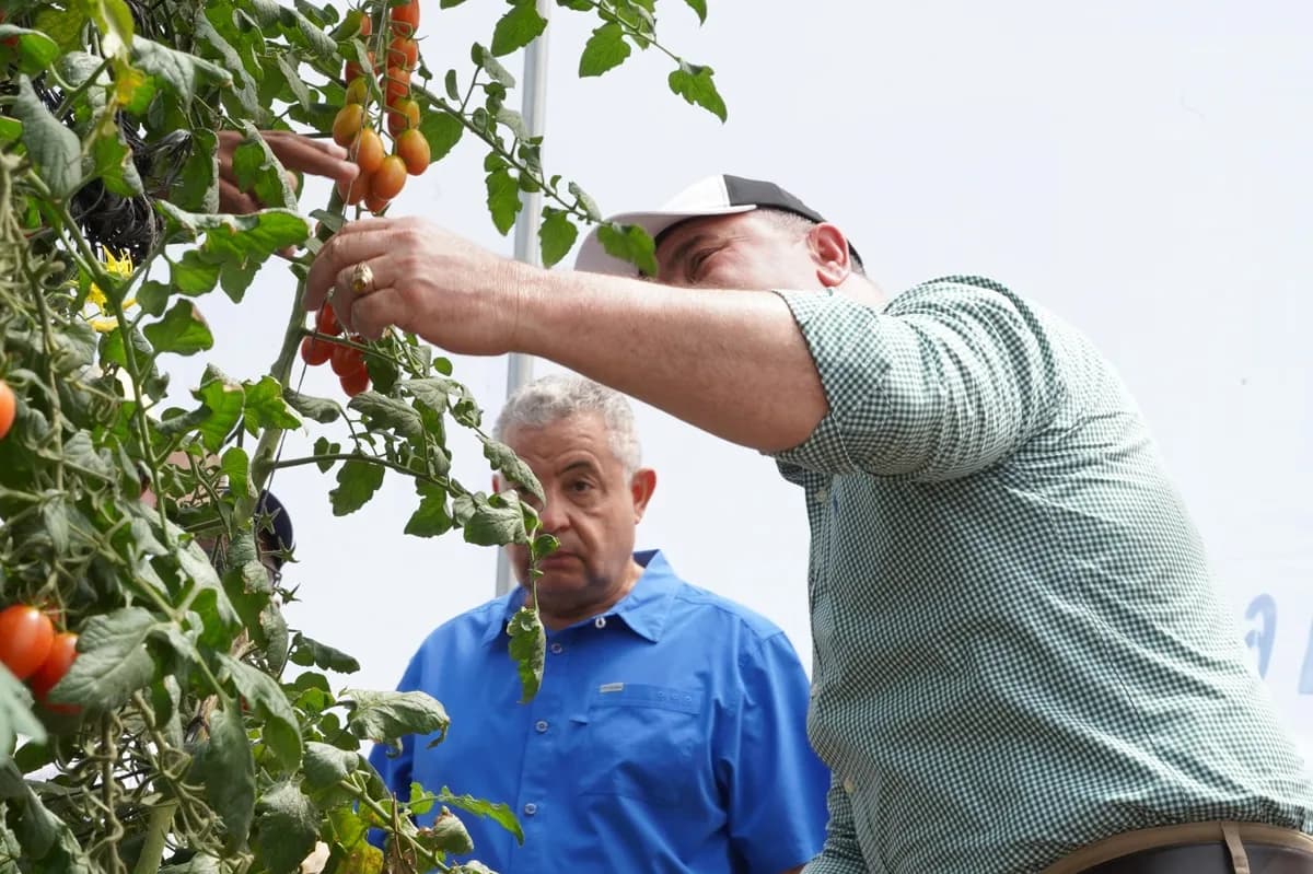 Greenhouse Production Drives Dominican Cherry Tomato Exports Up