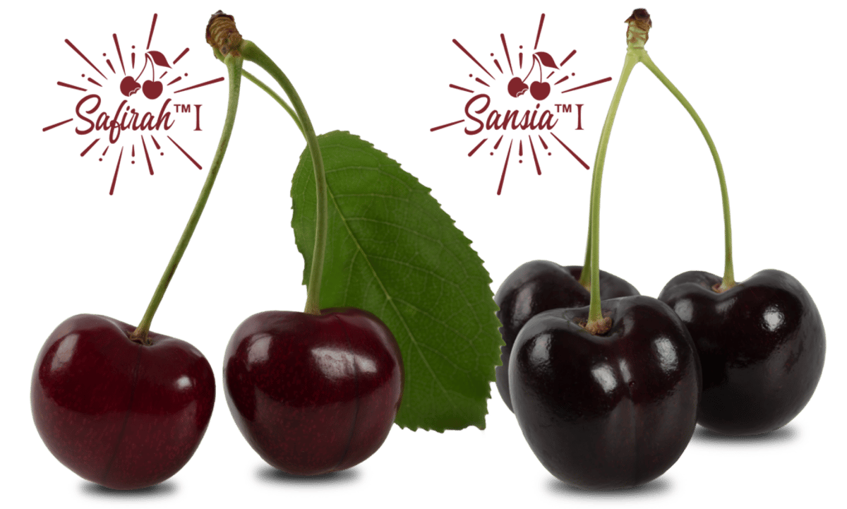 World Fresh Readies Three New Canadian Cherry Drops