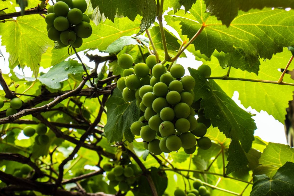Brazilian Table Grapes Seal Zero-Tariff Deal with the EU