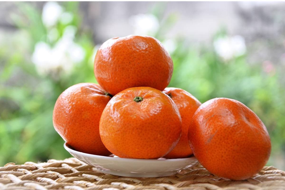 South Africa: Late Mandarin Exports Stabilize in 2026 with Slight Drop
