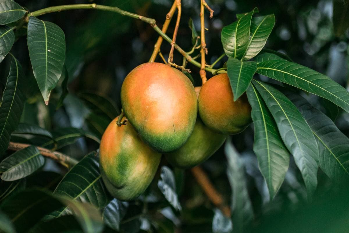 Sun World’s Extra-Long Mango Program Continues with Ultra Late-Season Variety, Blyde Late