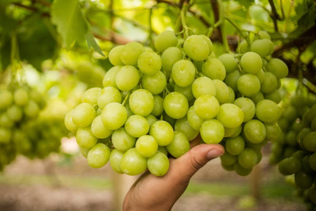 Mexican Table Grape Season Makes Early Debut, Squeezing Market Prices