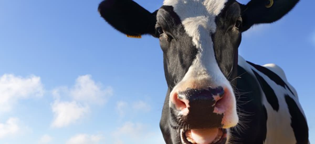 A USDA Cow Scientist Won an Award for Helping Dairy Farmers Produce More Milk. He’s Worried About the Future of...