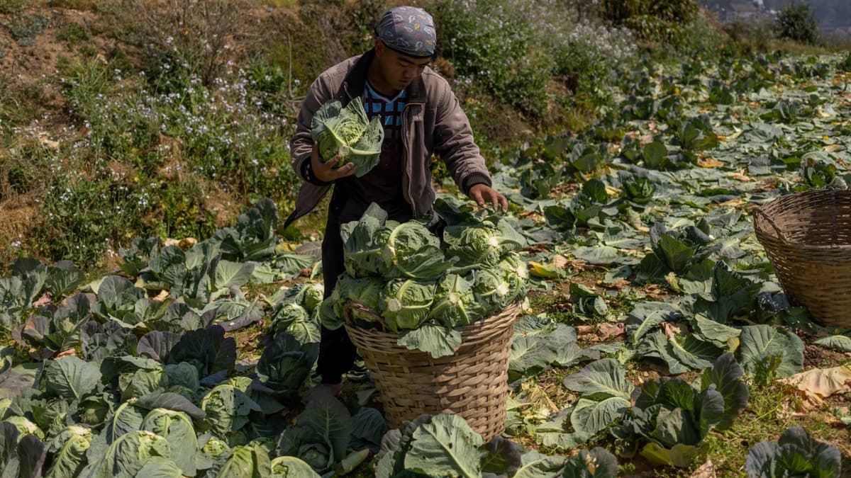 Filipino Farmers Leave Crops to Rot as Fuel Prices Drive up Cost of Harvest