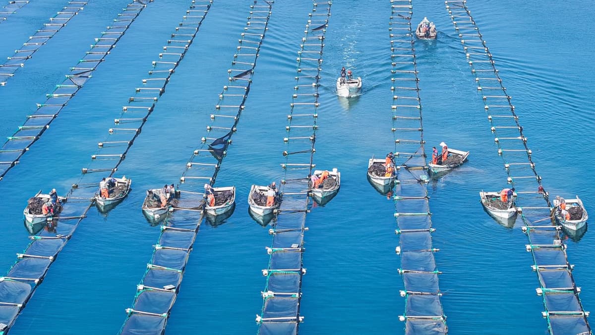 Why Are China’s Coastal Fish Farms Disappearing While India’s Are Expanding?