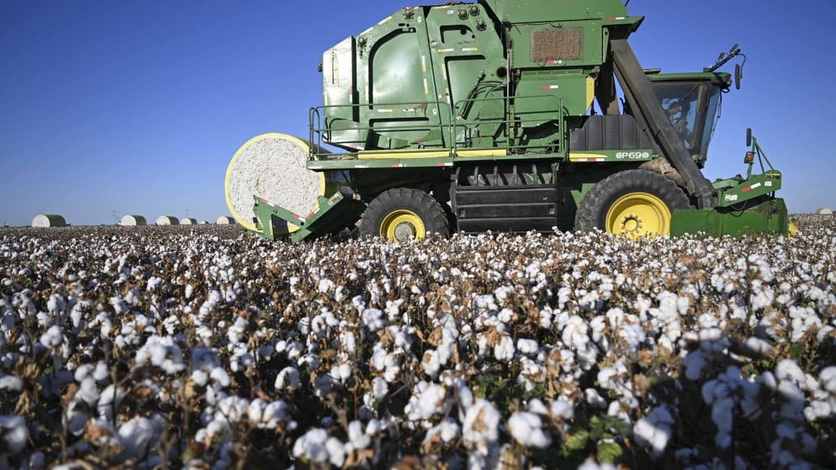 Chinese Team Injects Desert Moss Gene Into Xinjiang Cotton to Beat Fungus, Boost Output