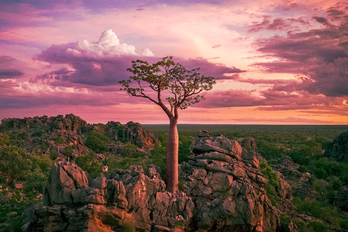 Blu Ant Media Bows Love Nature Streaming Content Channel in Holland