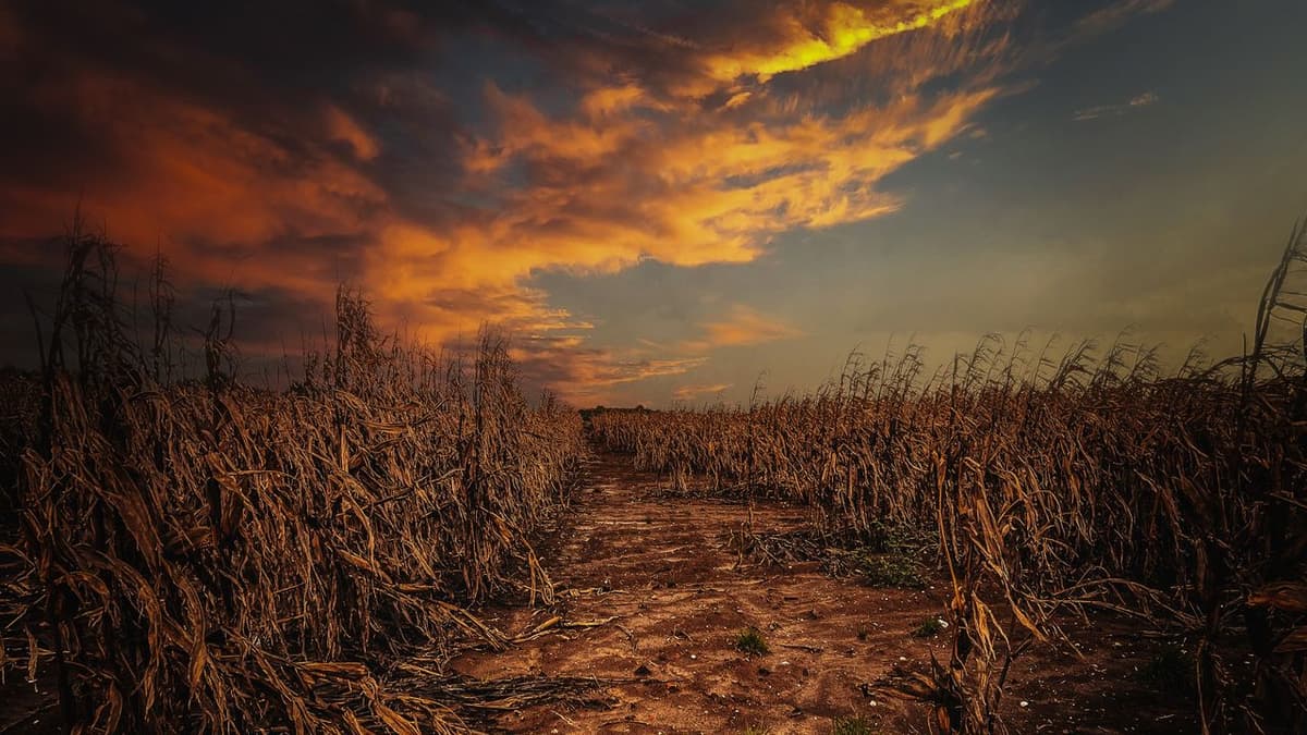 'Food Insecurity Is No Longer Just About Low-Income Countries': Environmental Economist Explains How Climate Change Is Pushing Agricultural Systems to...