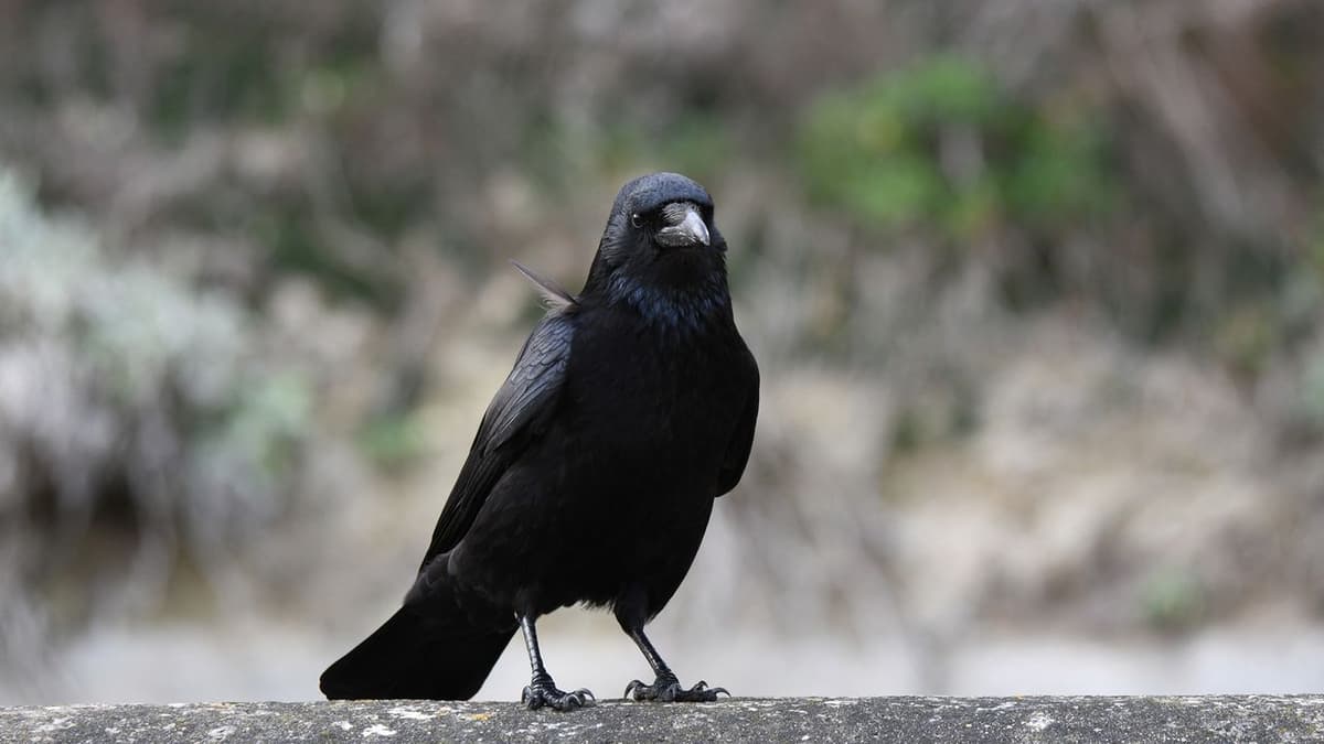 'They Reliably Chose the Statistically More Favorable Option': A Crow Researcher Explains How These Winged Geniuses Process Numbers, and What...