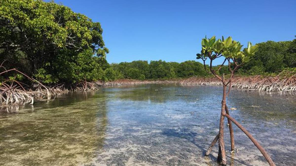 Satellite Images Reveals Mangroves Rebounding Worldwide — but Here's Why They Could Still 'Drown'
