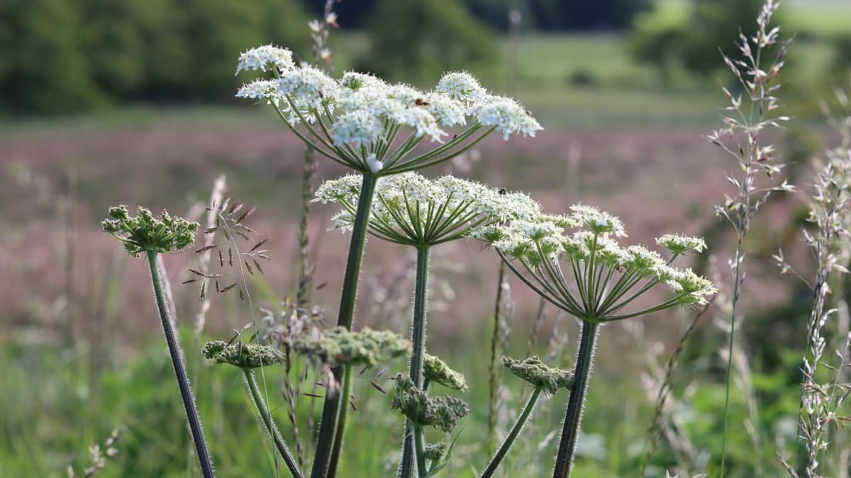 Could Toxic Giant Hogweed Be Hiding in Your Garden? Here's How to Identify It and Get Rid of It Safely