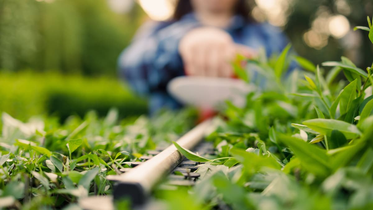 Don't Make This Common Pruning Mistake – Why You Should Never Trim Your Hedges in the Spring
