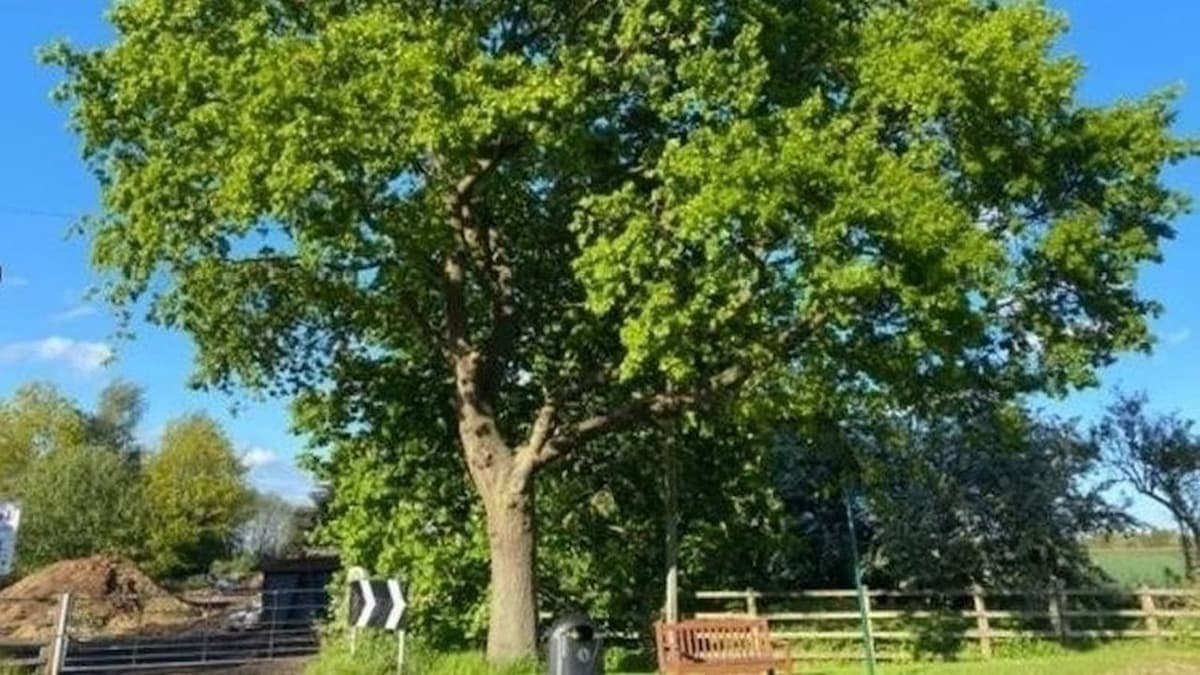 Outrage as Sir Winston Churchill Tree Cut Down After Felling ‘Slipped Through’ Outline Planning Application