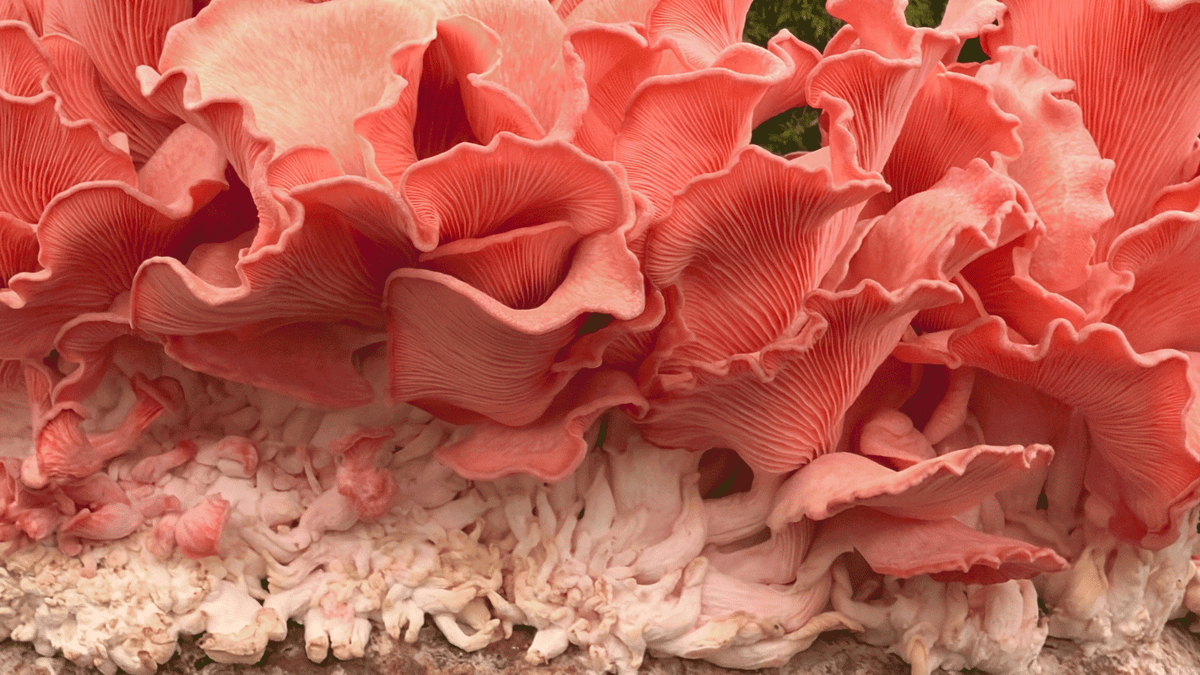 5 Garden Color Trends to Inspire Your Flower Beds in 2026 and Beyond — A Report From Pantone's Color Expert...