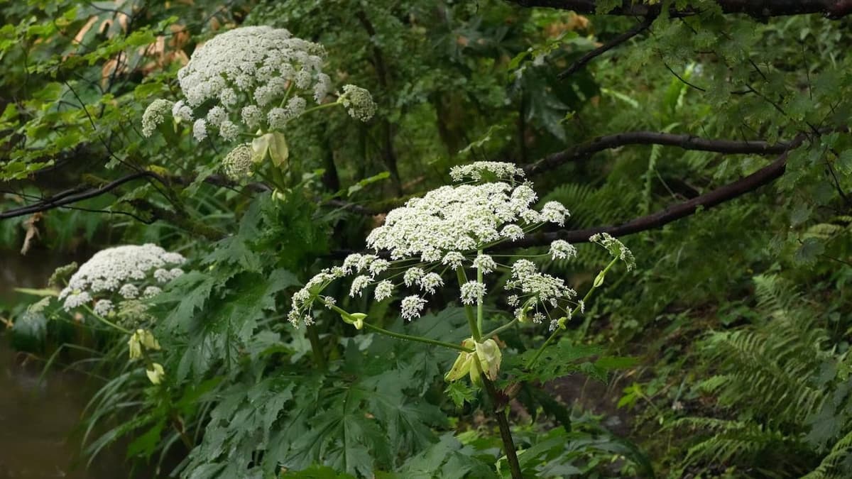 This 15ft Invasive Plant that Produces Toxic Sap Continues to Appear in British Gardens – and It's Coming Into Season...