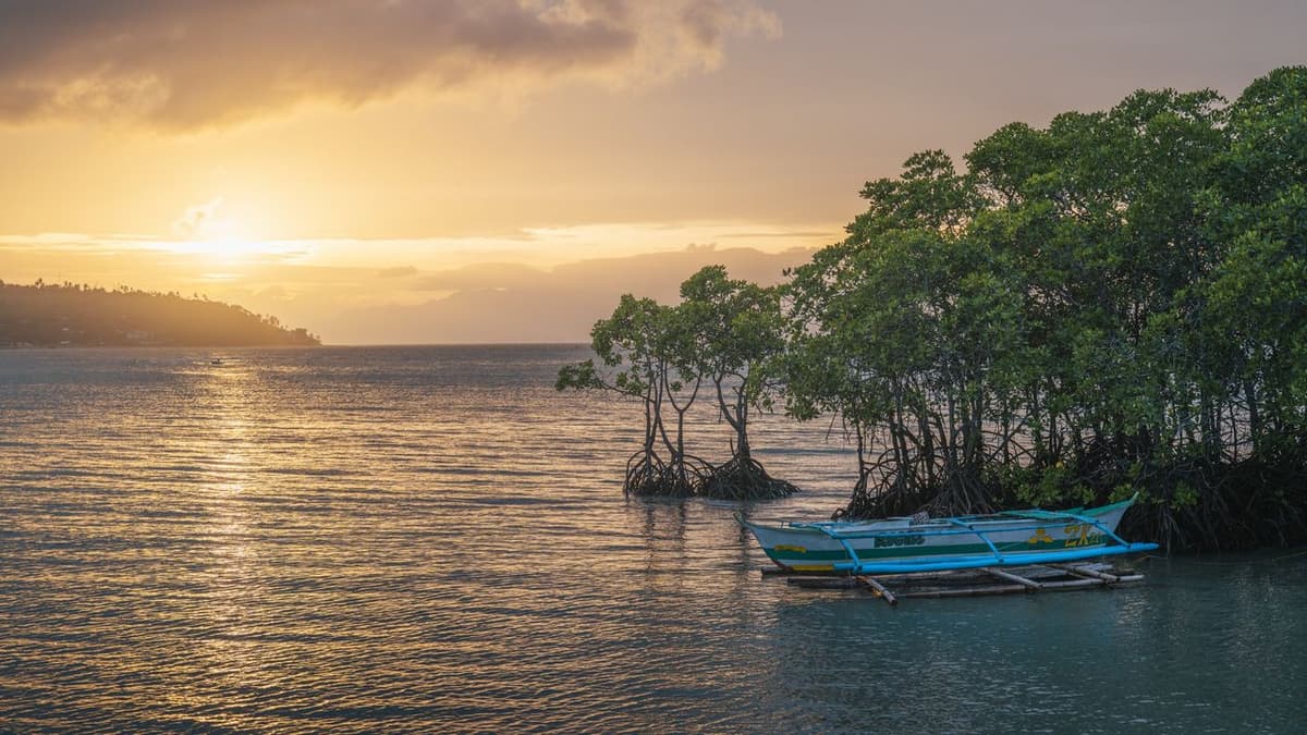 Mangroves Clean up $8.7 Billion of Nitrogen Pollution Every Year, Study Finds