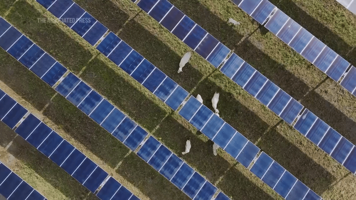 'Help Cattle Producers Hold Onto Their Land and Livelihoods': This First-of-Its-Kind Solar Ranch in Tennessee Uses Ingenious Sensors to Shelter...