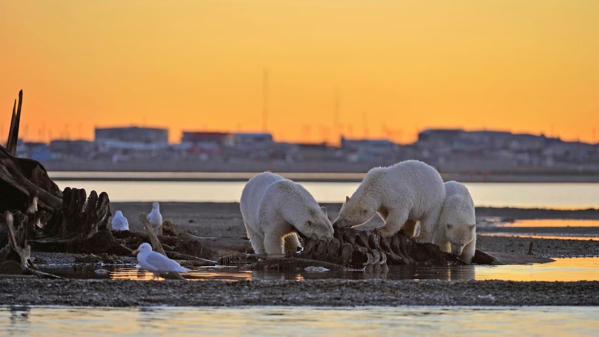 More Polar Bears Are Approaching Human Sites as the Climate Warms, and It's Not Just the Skinny Ones