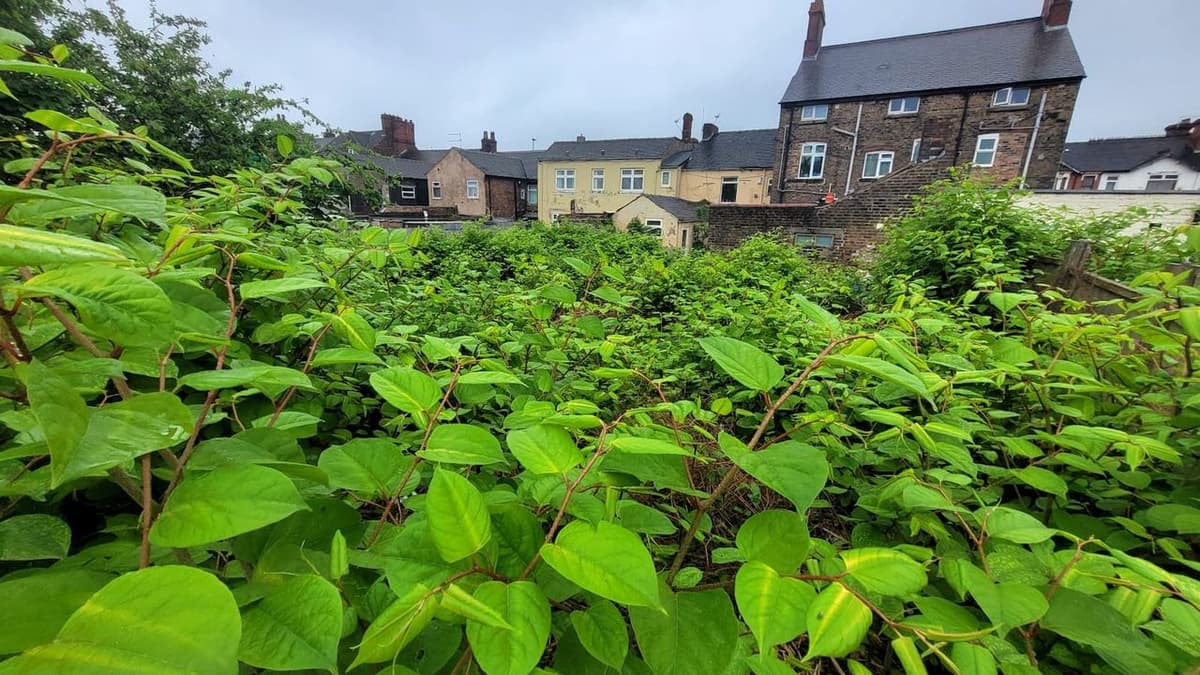 Japanese Knotweed Is Affecting 7% of UK Homes and Reducing Property Values by Around 5% in 2026
