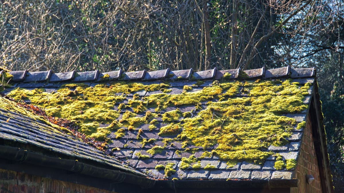 Got Moss on Your Roof? Experts Reveal Why It Could a Bigger Problem than It Looks