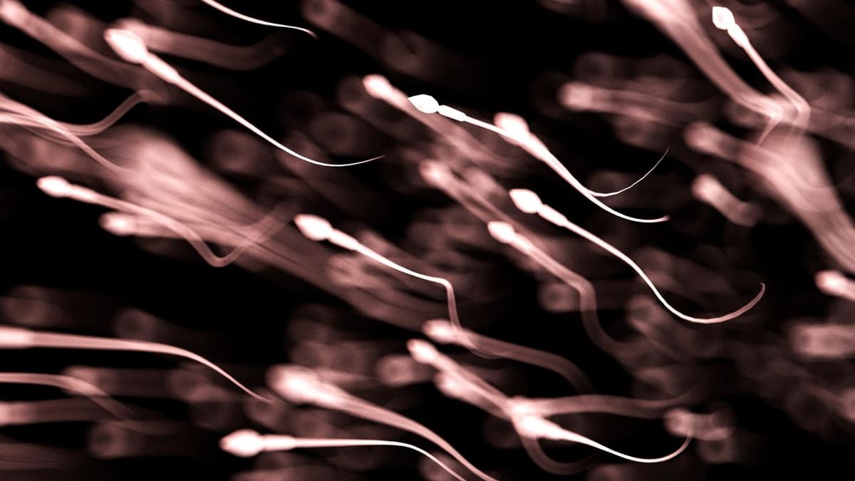Sperm Quality Is at Its Peak in the Summer, Study Finds