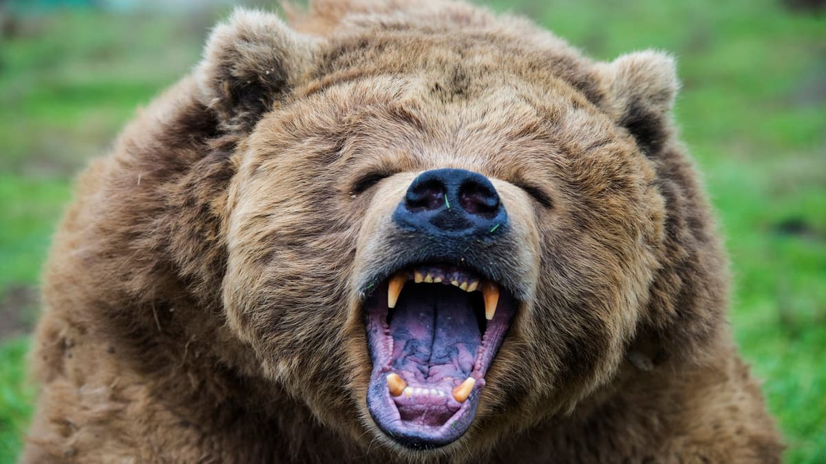 A Yellowstone Grizzly Had a Fierce Standoff with a Wolf Pack. It Was Caught on Video.