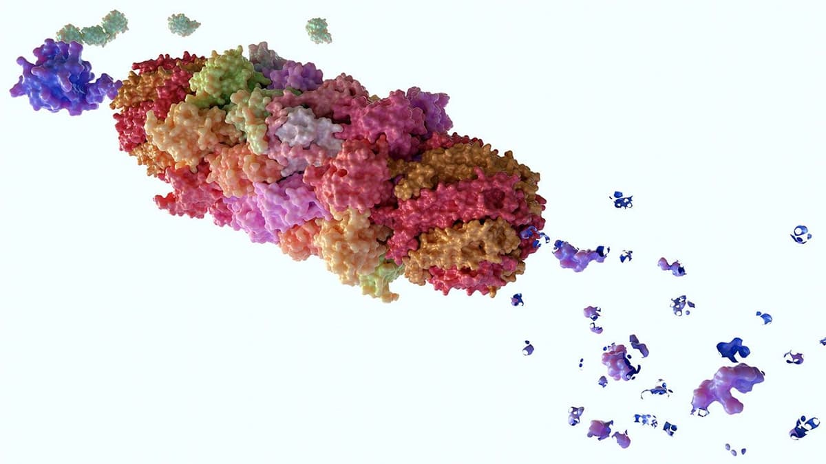 Proteasomes: A Novel Approach to Target the Immune System