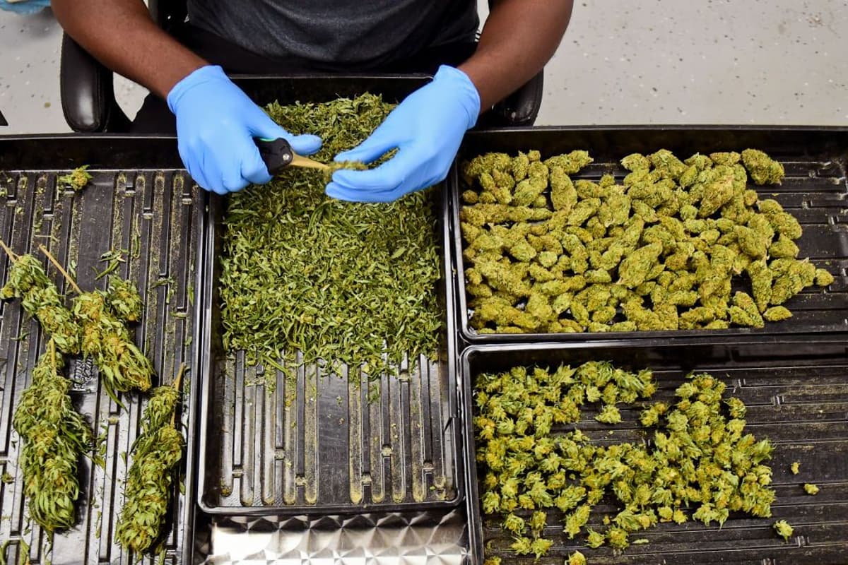 Cannabis Execs Anticipate Tax Benefits From Rescheduling