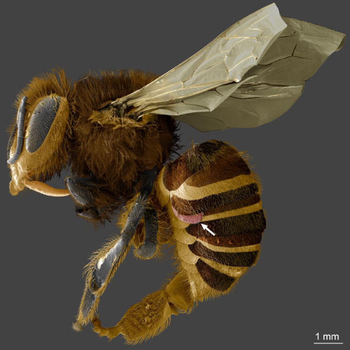 Californian Hybrid Honeybee Population Has Evolved Natural Defense Against Varroa Mites: Study