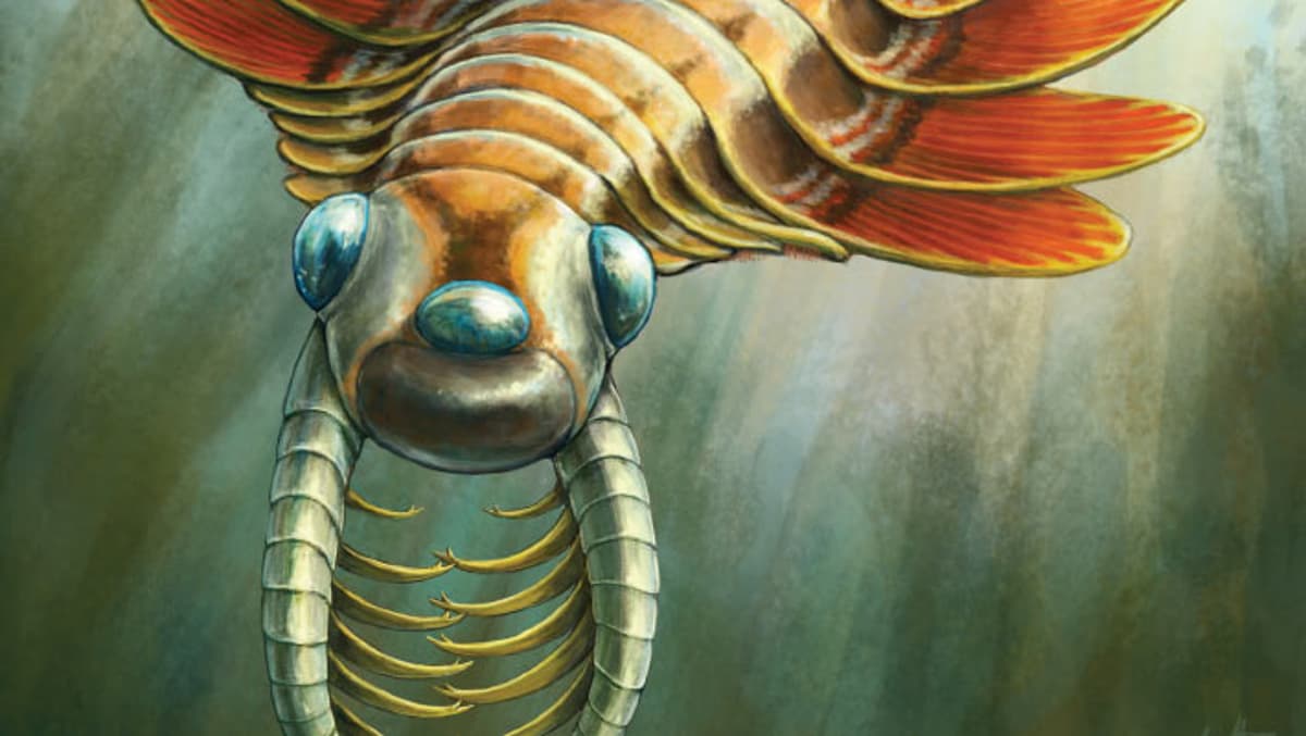Rethinking the Cambrian Explosion: Before Shells and Limbs, There Was the Brain