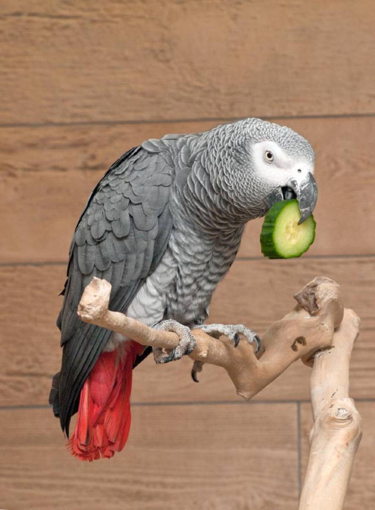 Study: Parrots Use Names in Flexible, Sometimes Human-Like Ways