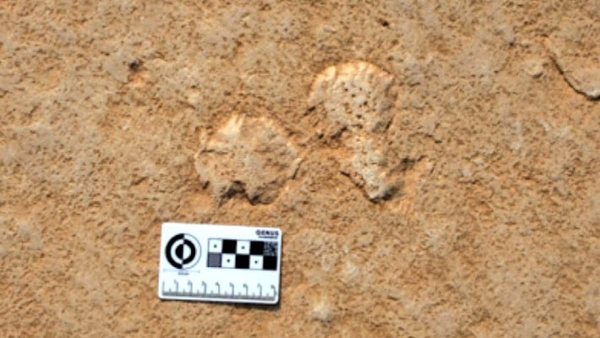 Why Geologists Love Pond Scum