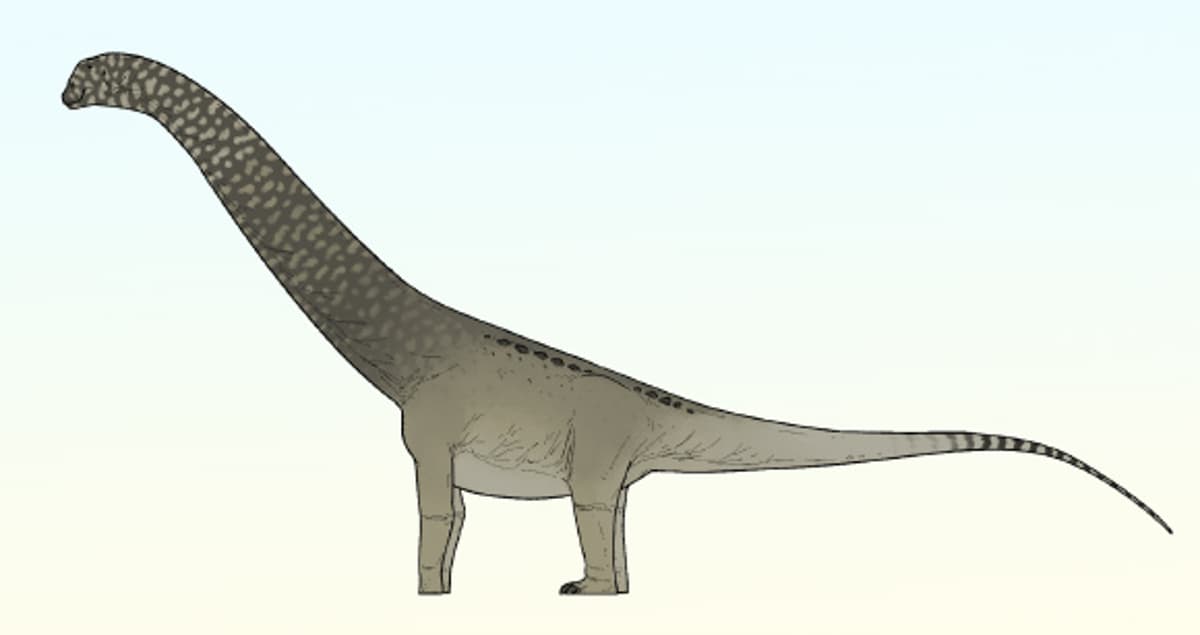 Small Titanosaur Species From Morocco Reveals Surprising South American Ties