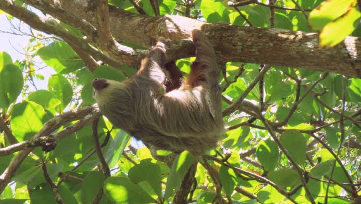 Two-Toed Sloths May Be Three Distinct Species, New Research Suggests