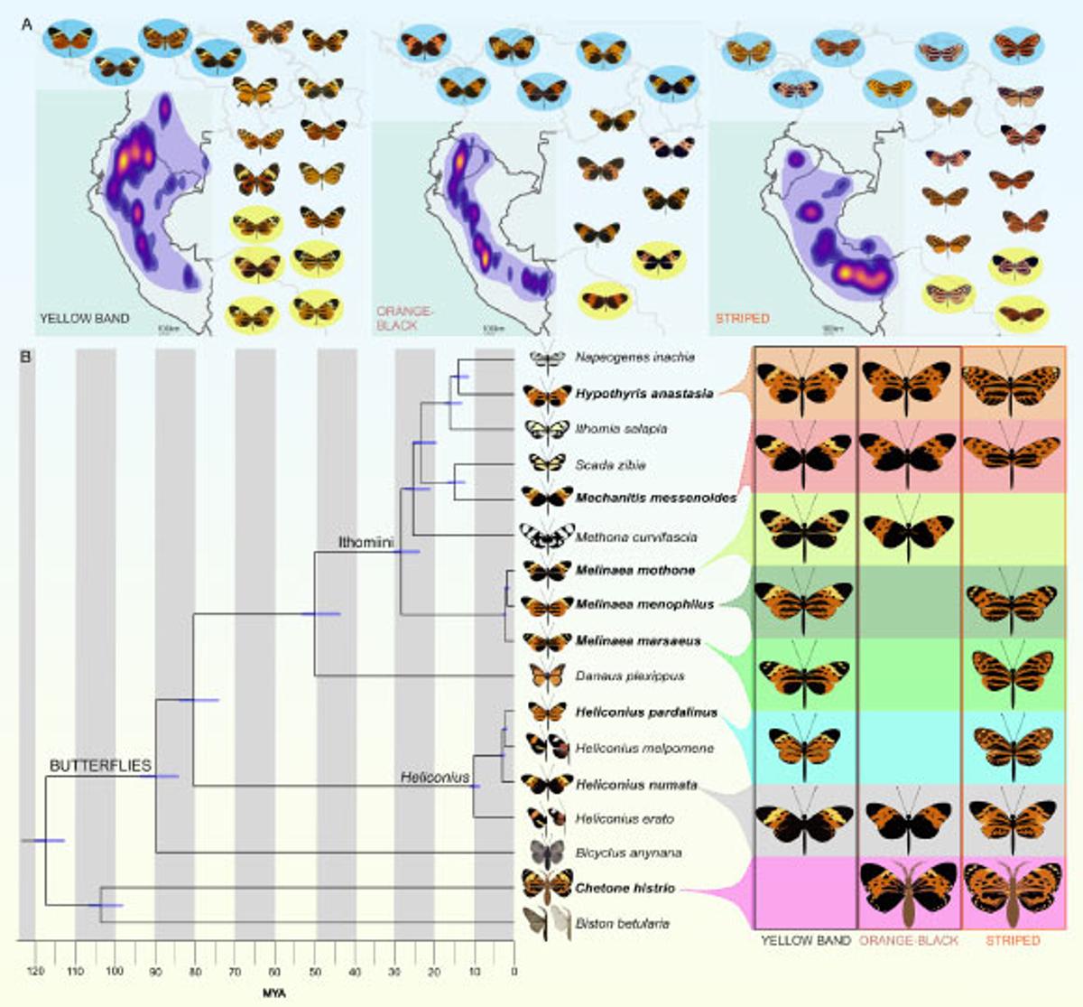 Study: Butterflies and Moths Have Reused Same Genetic Toolkit for 120 Million Years